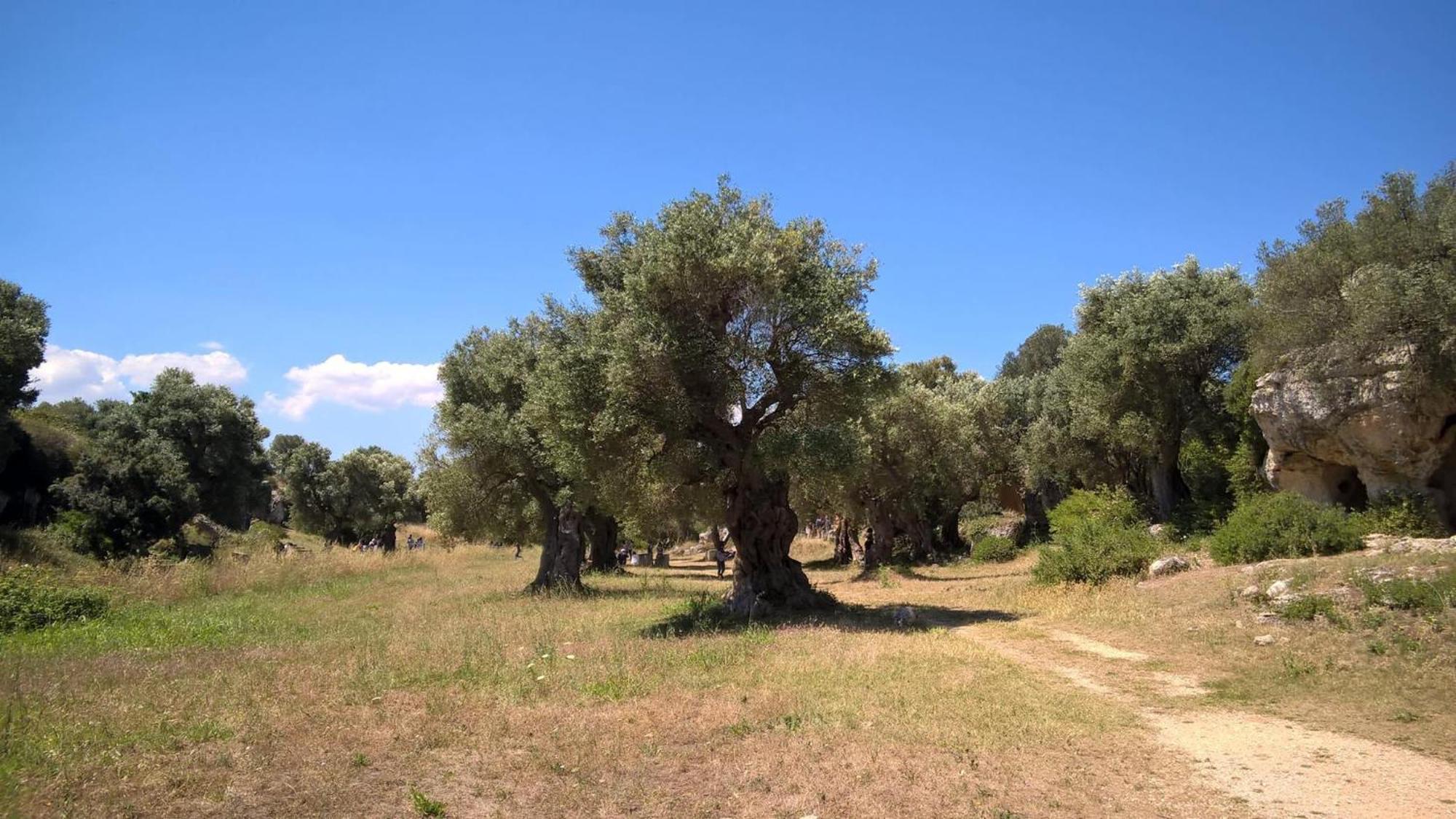 Masseria San Lorenzo Resort Фазано Екстериор снимка